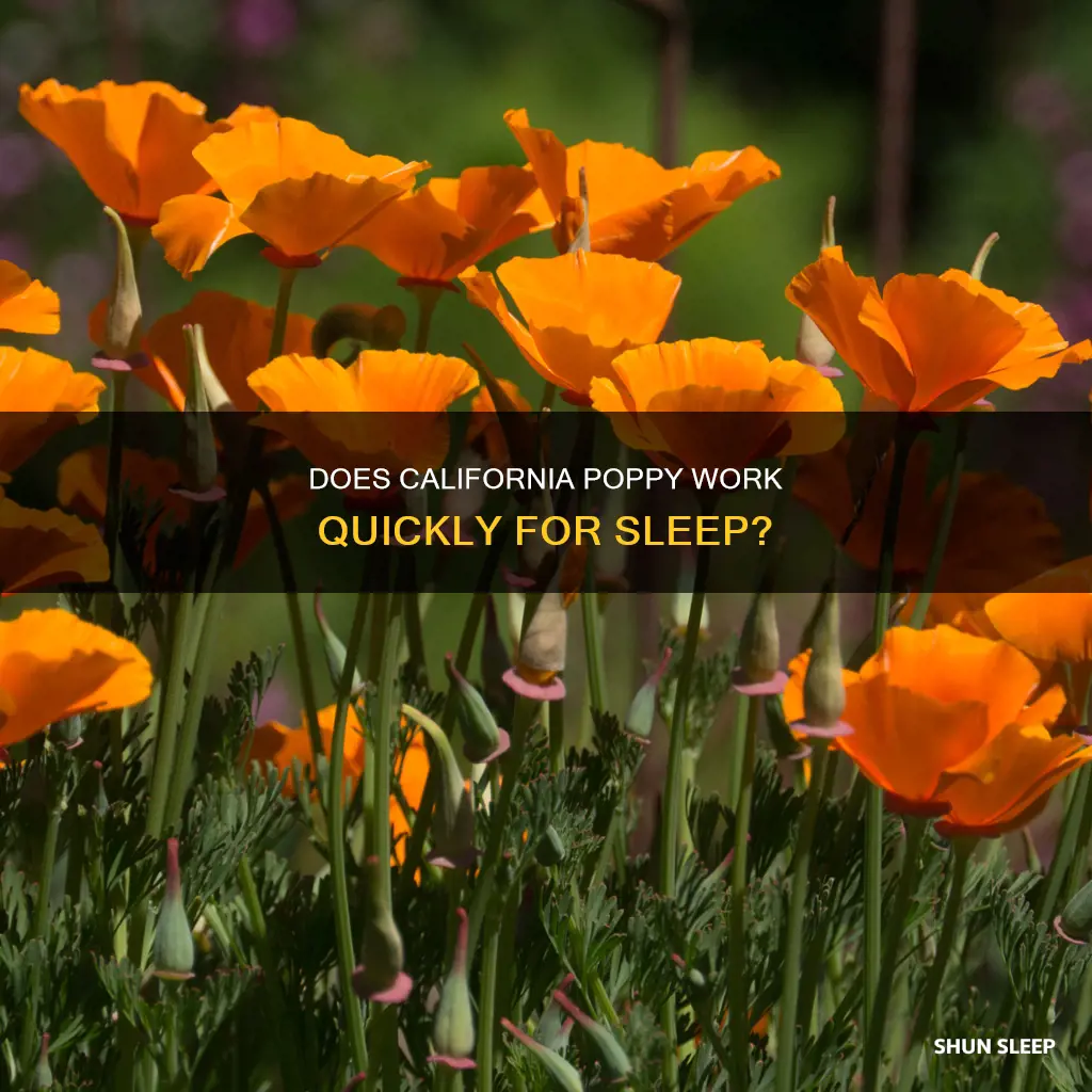 how quickly does the calif poppy work for sleep