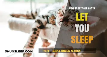 Peaceful Nights: Training Your Cat to Respect Your Sleep Schedule