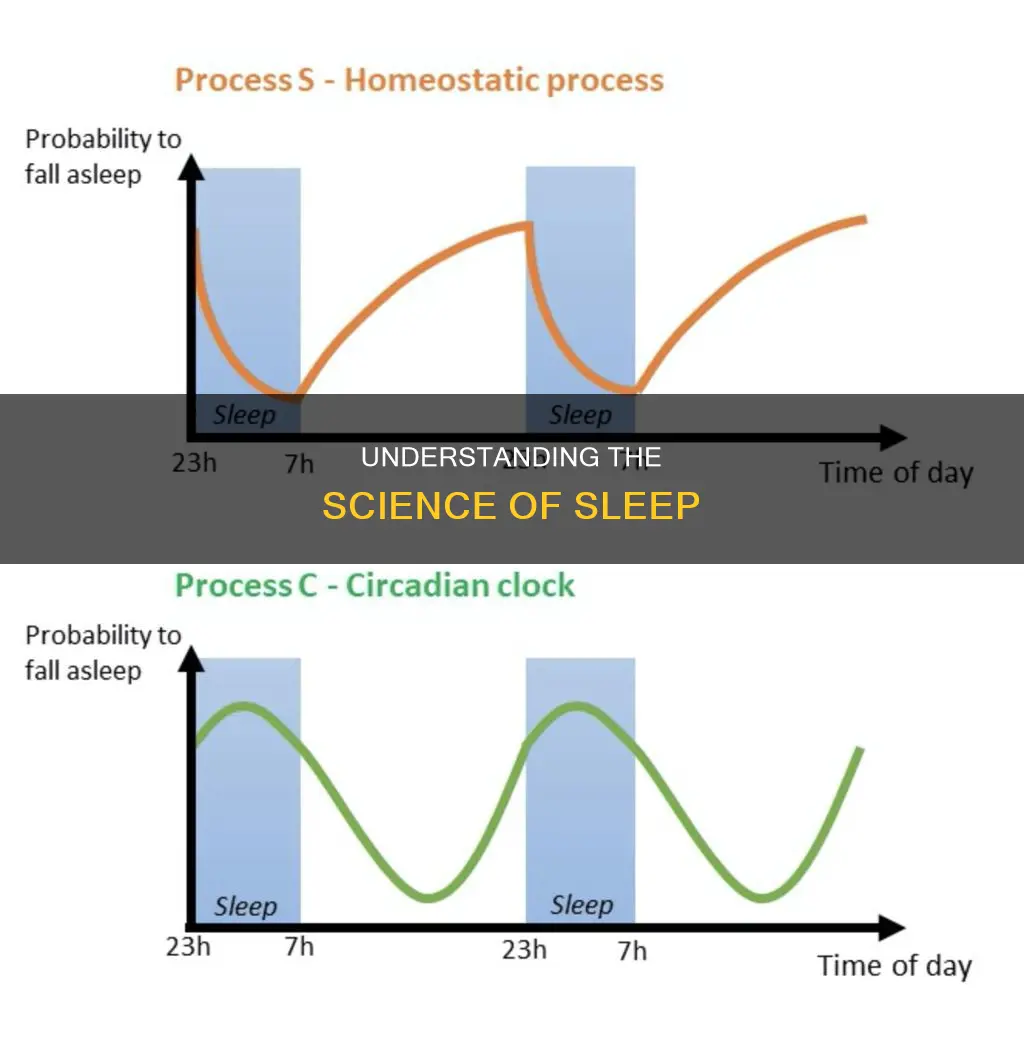 how sleep happens