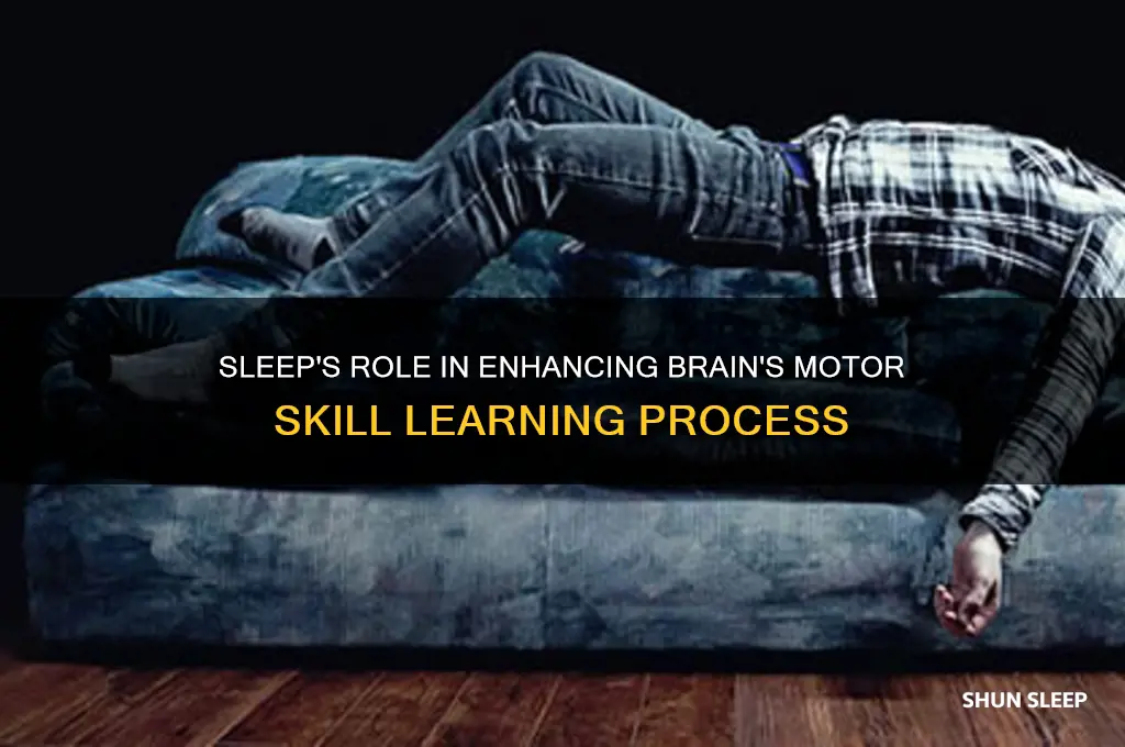 how sleep helps brain learn motor task