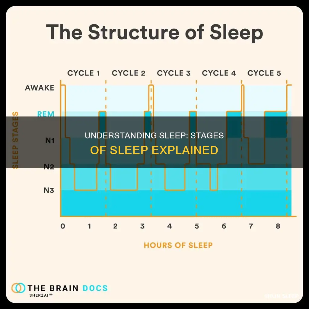 how sleep stages work