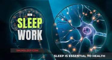 The Science of Sleep: Understanding Your Body's Clock