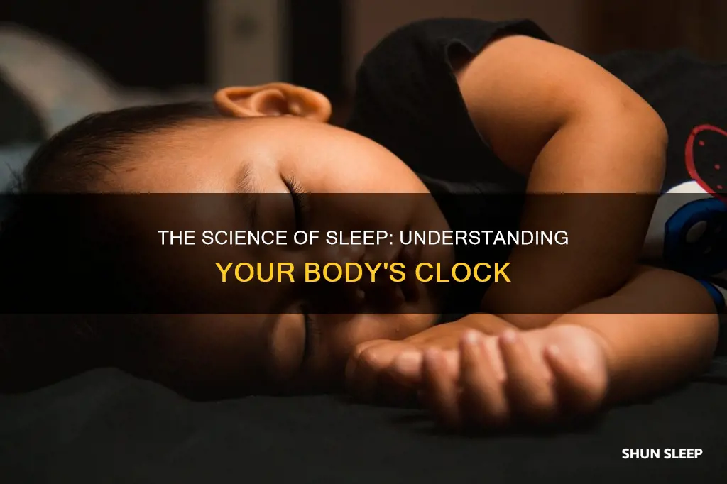 how sleep work