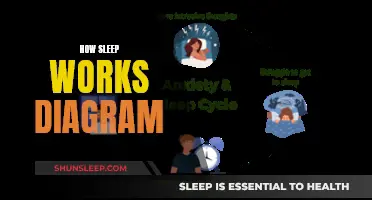Sleep Simplified: A Diagram of Sleep Cycles and Brain Activity