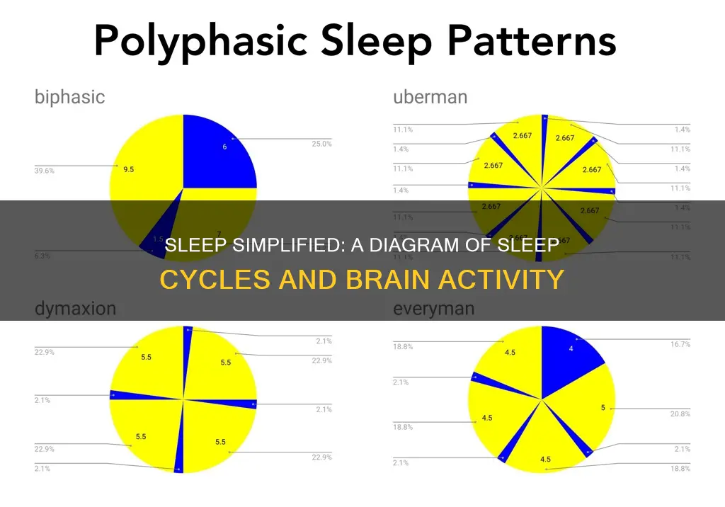 how sleep works diagram
