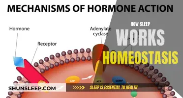 Sleep's Homeostasis: Balancing Act for Body and Mind