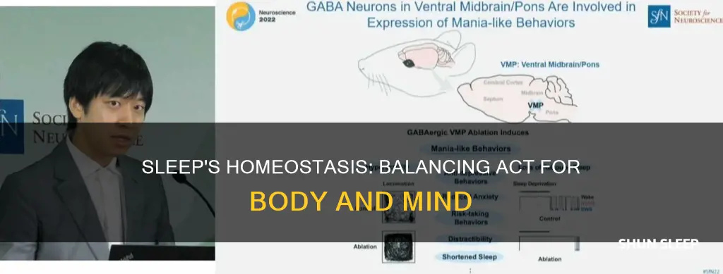 how sleep works homeostasis