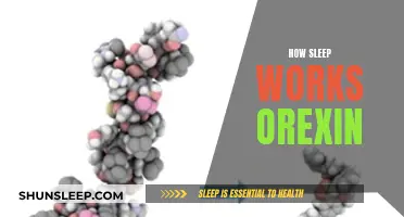 The Science of Sleep: Orexin's Role Explained