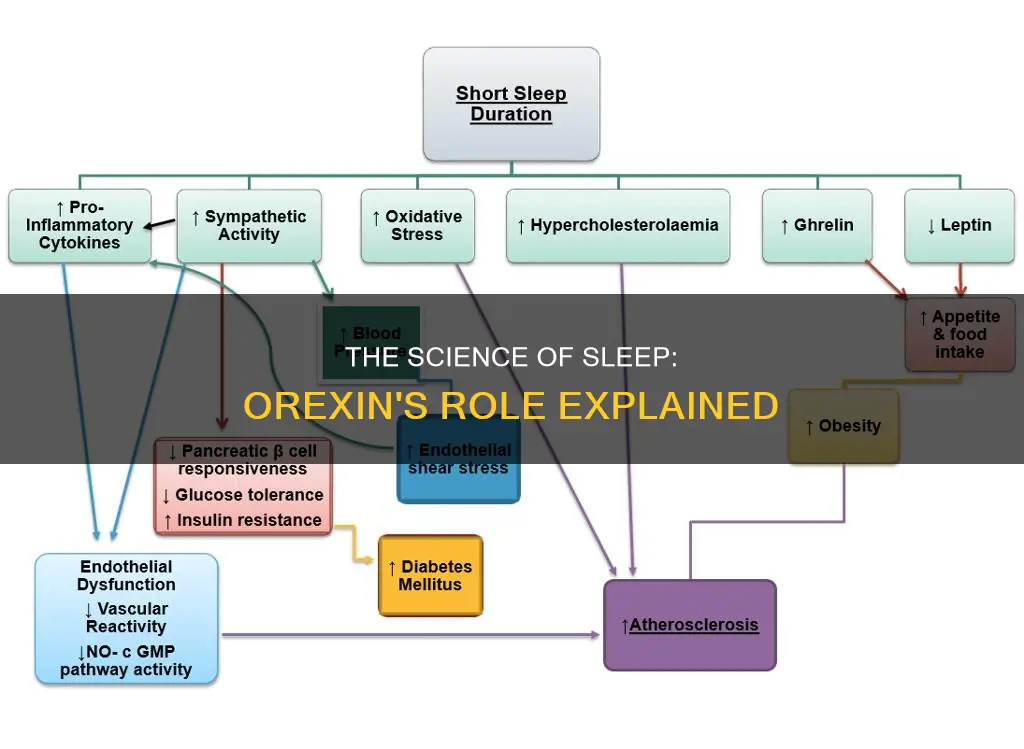 how sleep works orexin