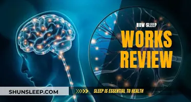 Sleep Science: Understanding the Workings of Sleep