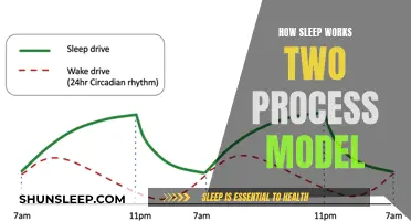 Understanding Sleep: The Two-Process Model