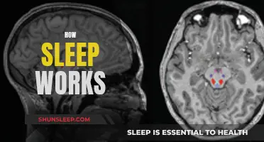 Understanding Sleep: The Science Behind Our Slumber