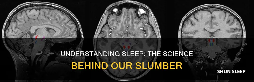 how sleep works