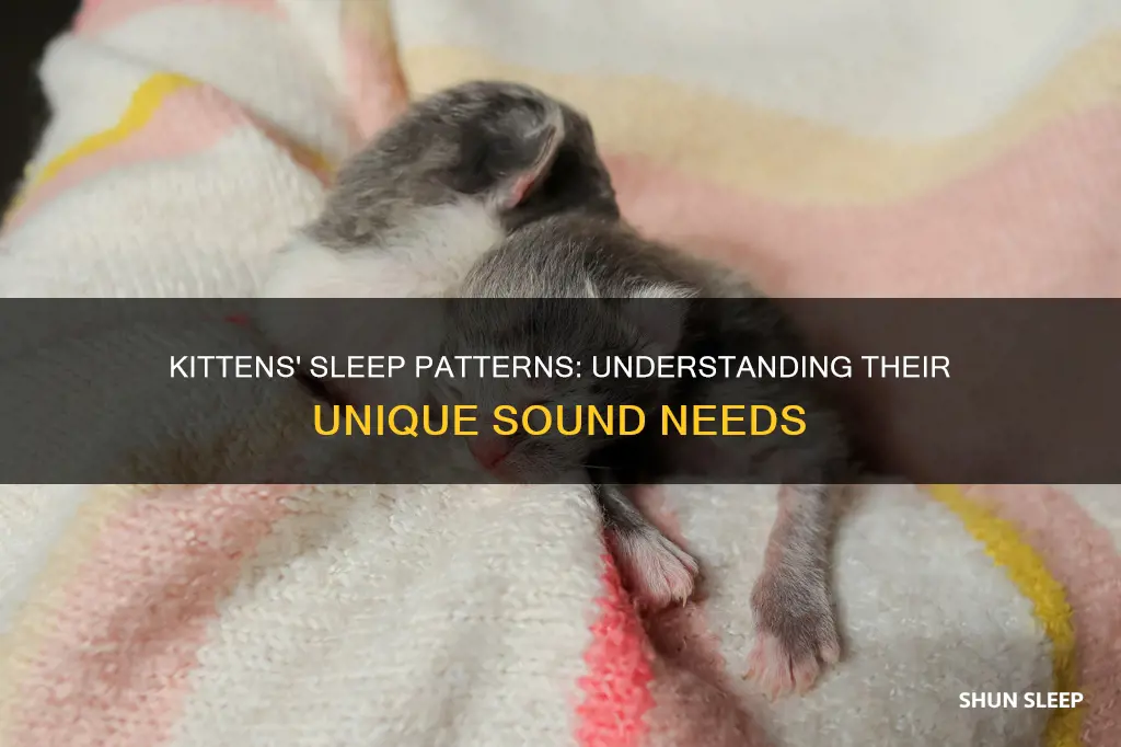 how sound do newborn kittens sleep