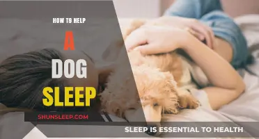 Helping Your Dog Sleep Better: Tips for a Restful Night