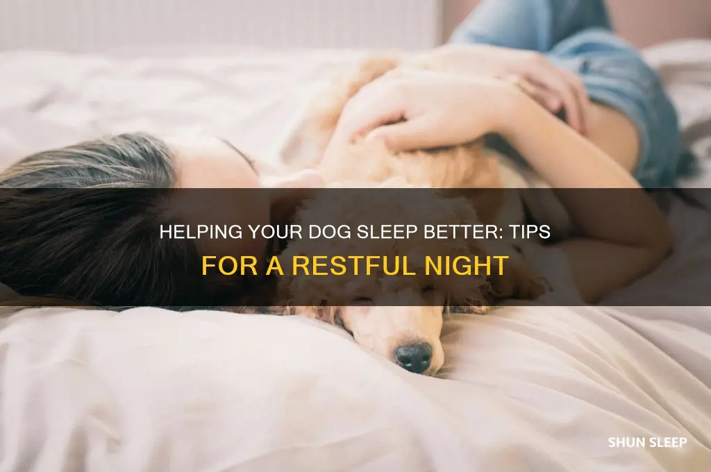 how t9 help a dog sleep