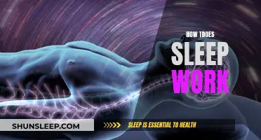 Sleep Science: Understanding the Workings of Sleep