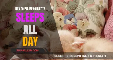 Ensuring Your Kitty Sleeps Peacefully All Day Long