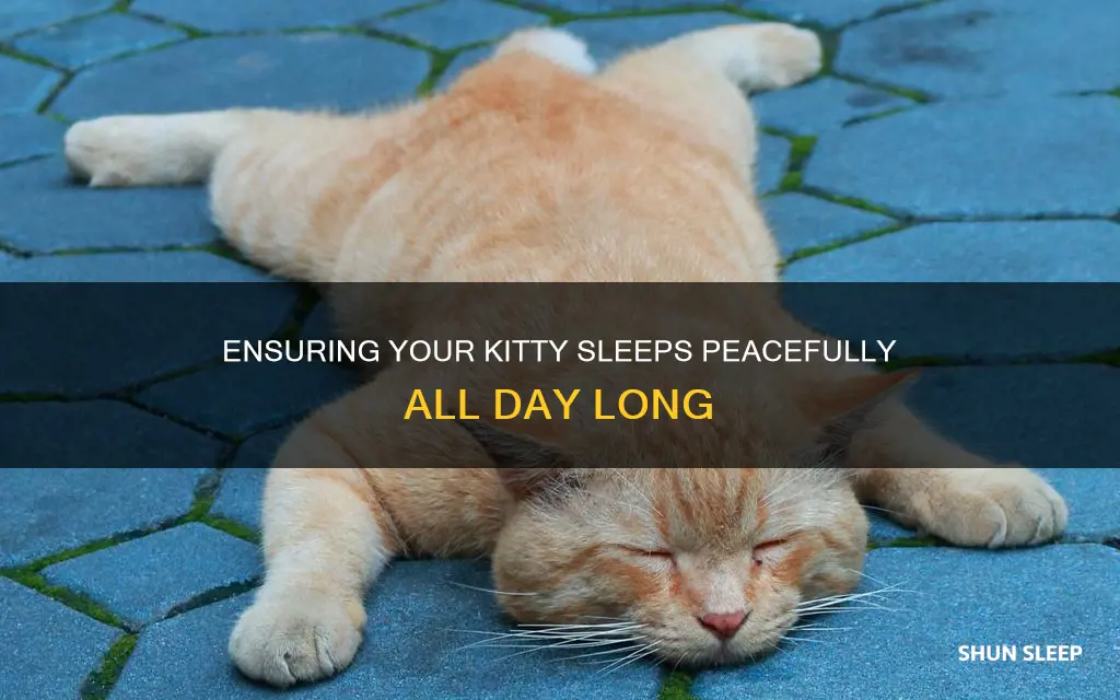 how to ensure your kitty sleeps all day