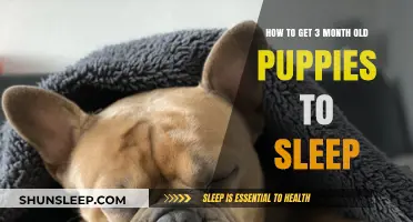 Helping Your 3-Month-Old Puppies Sleep Through the Night: Tips and Tricks