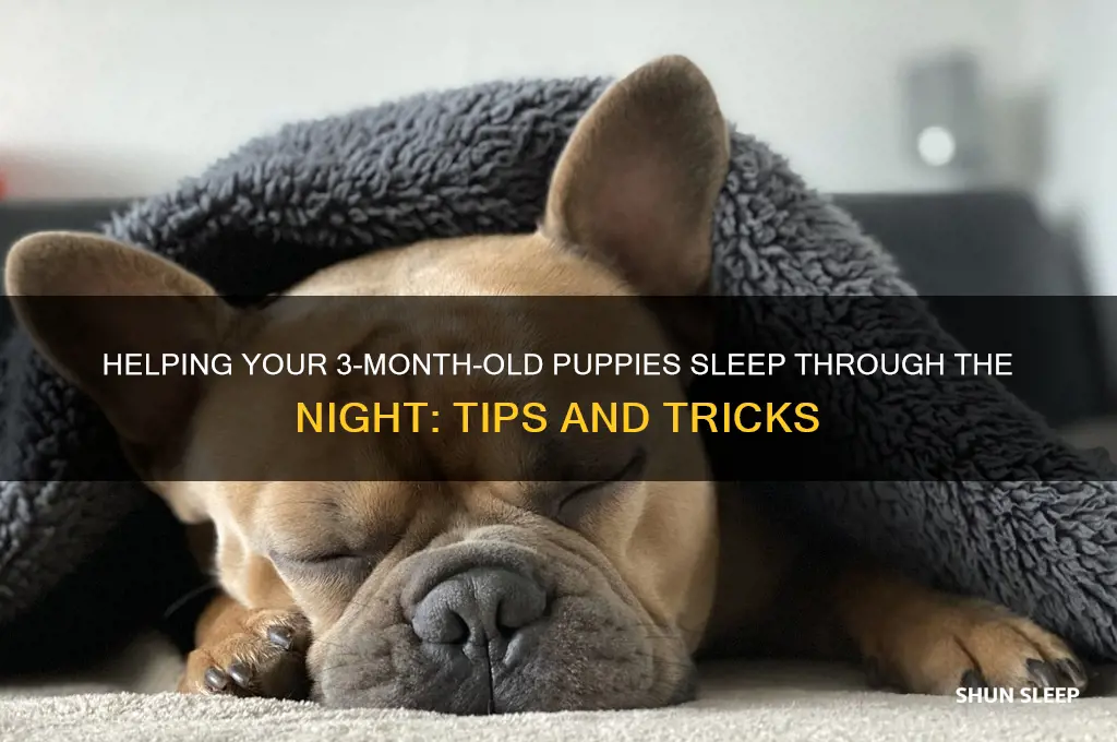 how to get 3 month old puppies to sleep