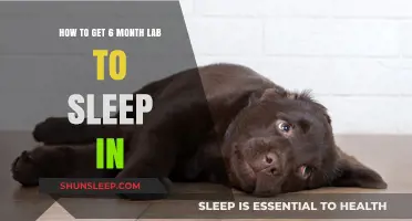 Training Your 6-Month-Old Lab: Tips for a Peaceful Night's Sleep