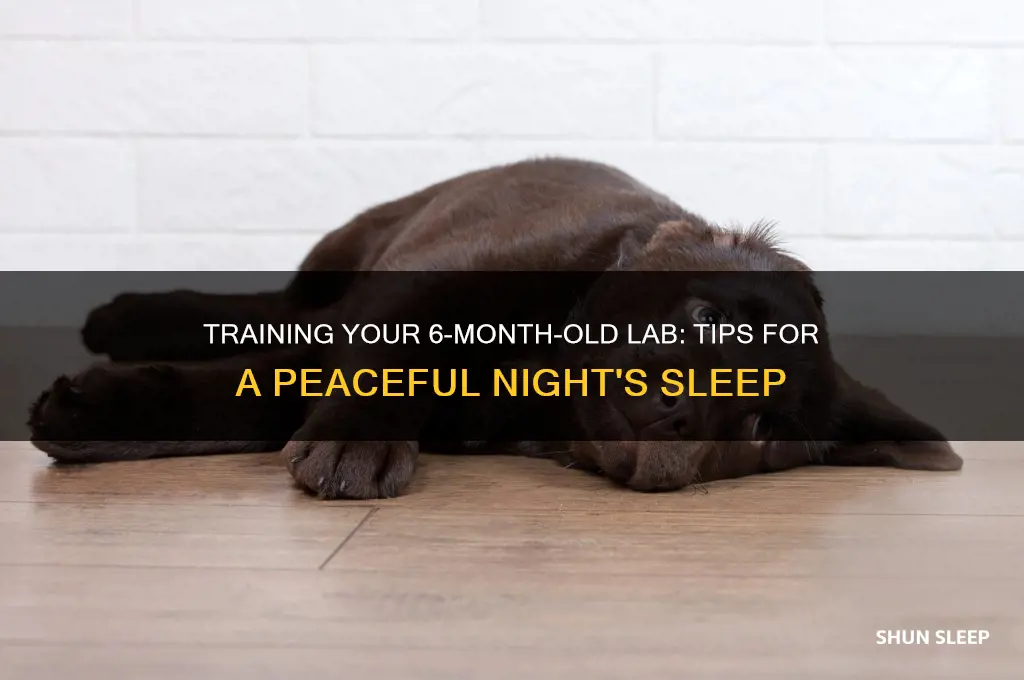 how to get 6 month lab to sleep in