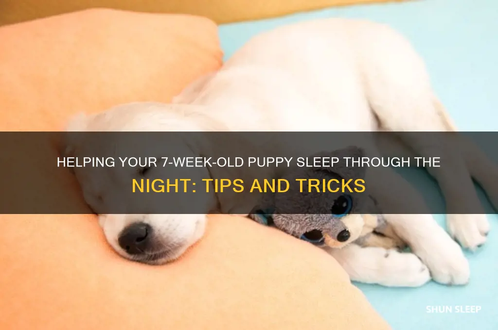 how to get a 7 week old puupy to sleep