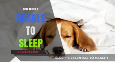 Helping Your Beagle Sleep: Tips for a Peaceful Night's Rest