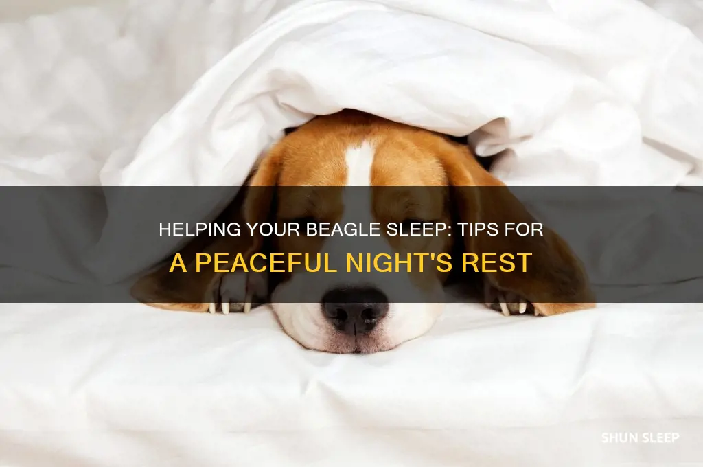 how to get a beagle to sleep