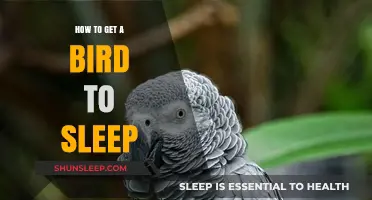 Helping Your Feathered Friend: Tips for a Peaceful Bird's Sleep