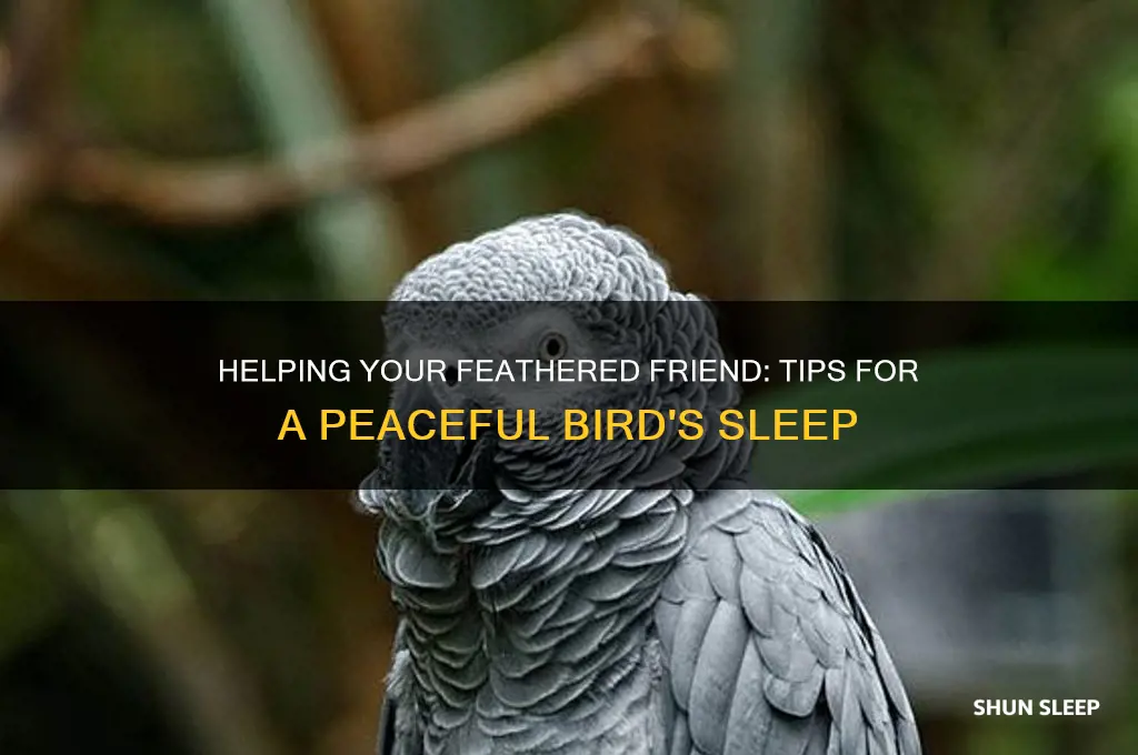how to get a bird to sleep