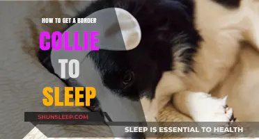 Helping Your Border Collie Sleep: Tips for a Restful Night