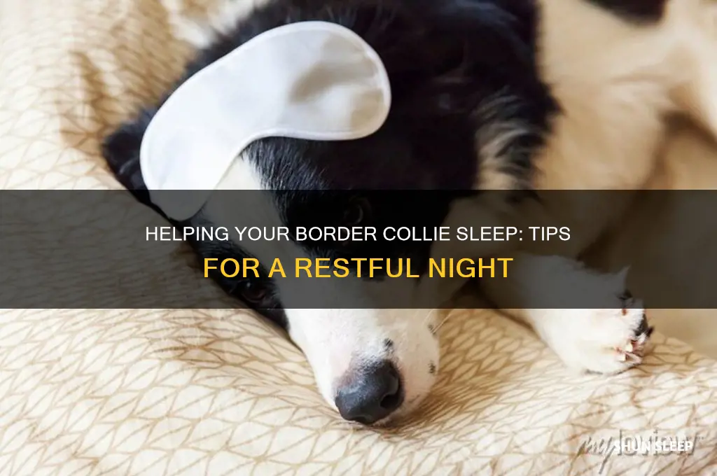 how to get a border collie to sleep