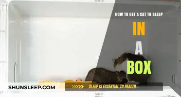 Cozy Cat Tips: Luring Your Feline to Sleep in a Box
