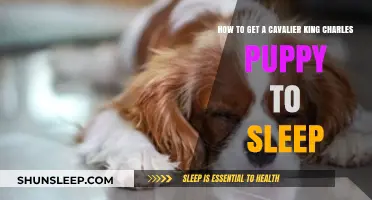 Tips for Helping Your Cavalier King Charles Puppy Sleep Peacefully