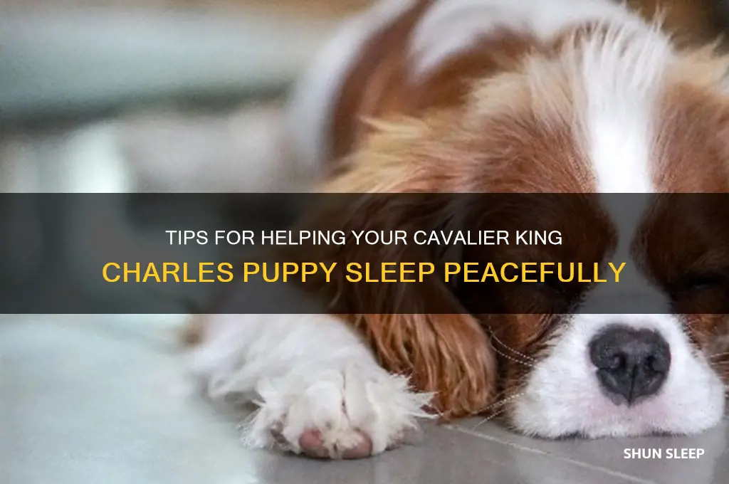 how to get a cavalier king charles puppy to sleep