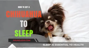 Helping Your Chihuahua Sleep: Tips for a Peaceful Night's Rest