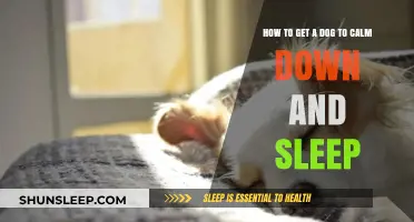 Calm Your Dog: Tips for Peaceful Sleep and Relaxation