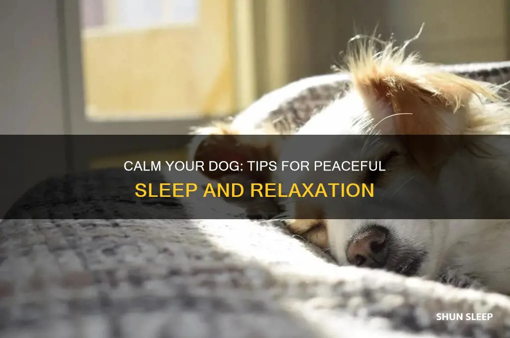 how to get a dog to calm down and sleep