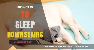 Training Your Dog to Sleep Downstairs: Tips for a Peaceful Night