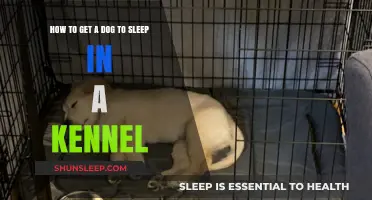 Train Your Dog to Love Sleeping in Their Kennel: Easy Tips