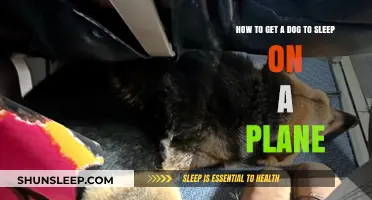 Tips for Helping Your Dog Sleep Peacefully During Plane Travel