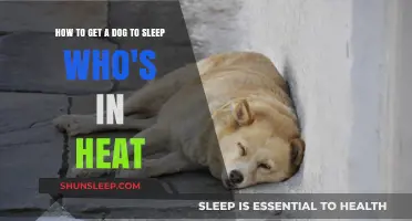 Helping Your Dog Sleep Comfortably During Heat: Tips and Tricks