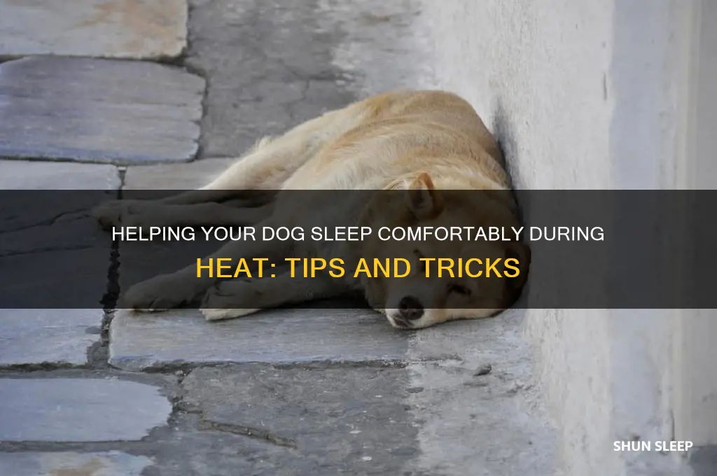 how to get a dog to sleep who