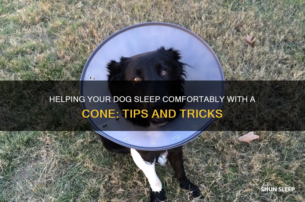 how to get a dog to sleep with a cone