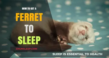 Helping Your Ferret Sleep: Tips for a Peaceful Rest