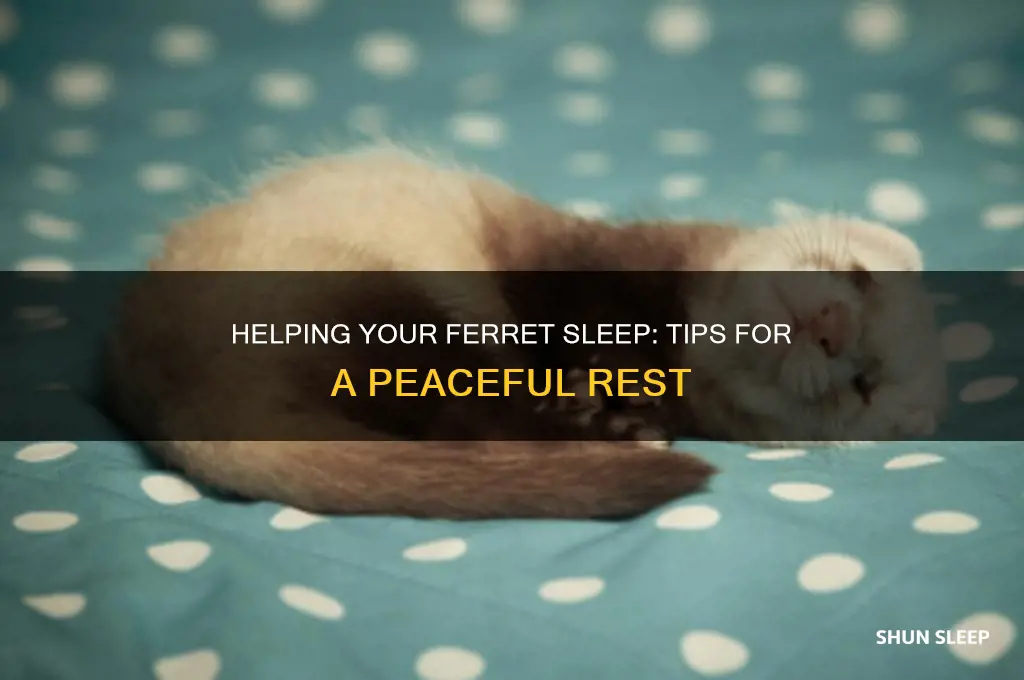 how to get a ferret to sleep