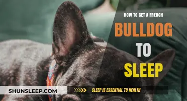 Helping Your French Bulldog Sleep: Tips for a Peaceful Night's Rest
