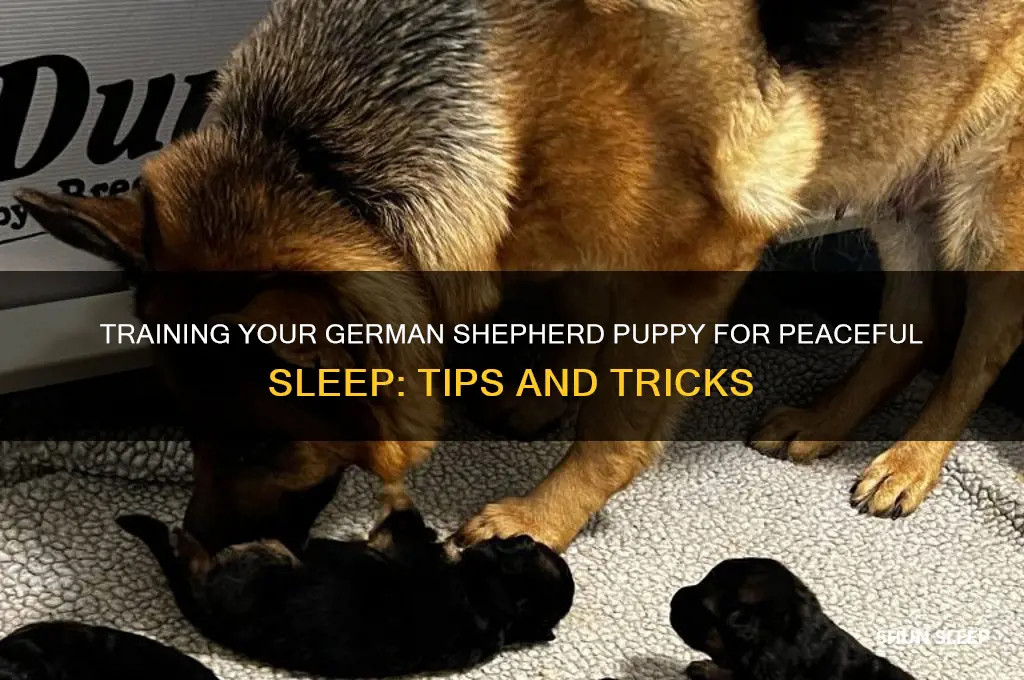 how to get a german shepherd puppy to sleep